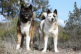 AKITA AMERICAIN 301